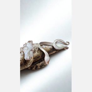 Armb�nd. S�lvfarvet i slangefacon med tilsvarende ring til. One size